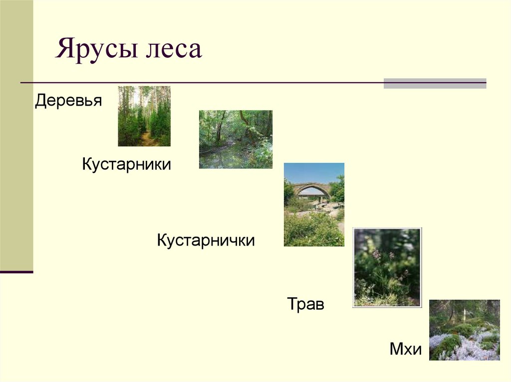 Ярусы леса 4 класс окружающий мир. Ярусы леса тайги. Осина ярус леса. Травянистый кустарниковый ярус леса. Ярусы леса схема 2 класс окружающий мир.