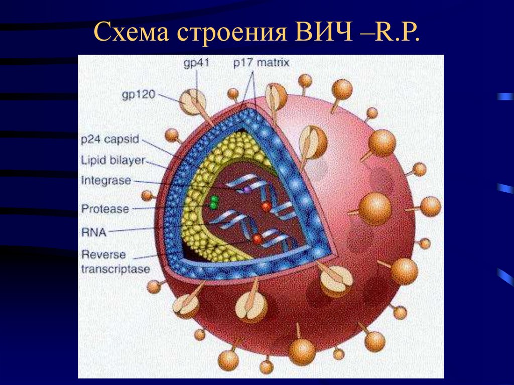 Вич биология. Схема строения вириона ВИЧ. Вирус иммунодефицита человека строение. Структура вируса иммунодефицита человека. Строение вириона ВИЧ инфекции.