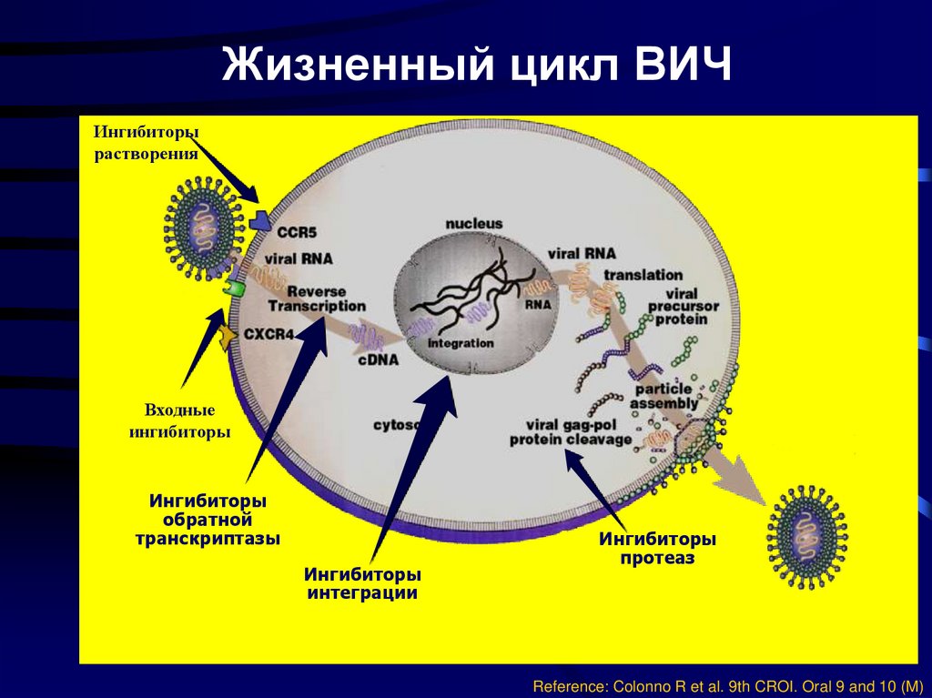 Последовательность жизненного цикла вирусов. Этапы жизненного цикла вируса иммунодефицита человека. Стадии жизненного цикла вируса СПИДА:. Жизненный цикл вируса ВИЧ схема. Цикл развития ВИЧ схема.