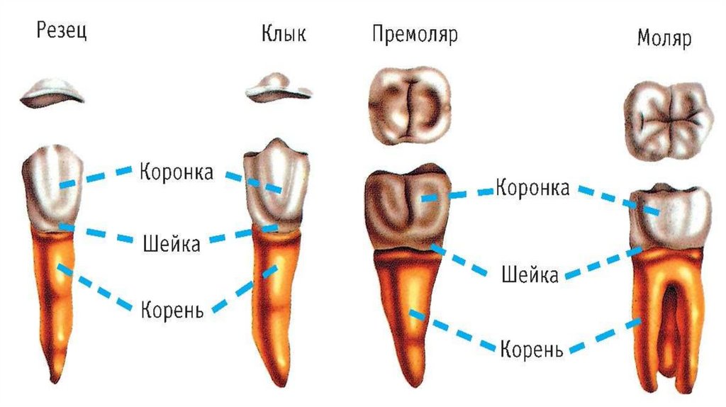 Общая стоматология. Лекция 1 - online presentation
