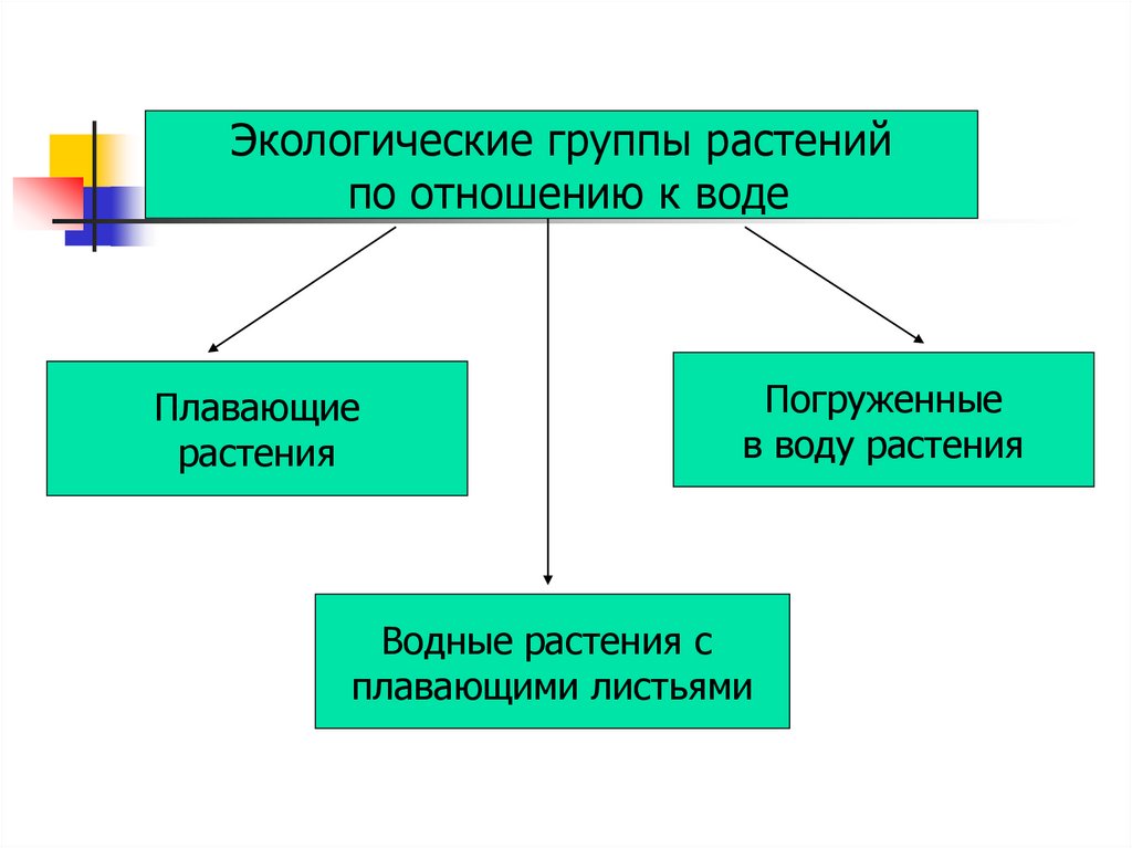 Основные экологические группы растений биология 7 класс. Группы растений по отношению к воде. Экологические группы растений. Экологические группы растений по отношению к воде водные. Экологические группы растений 6 класс биология.