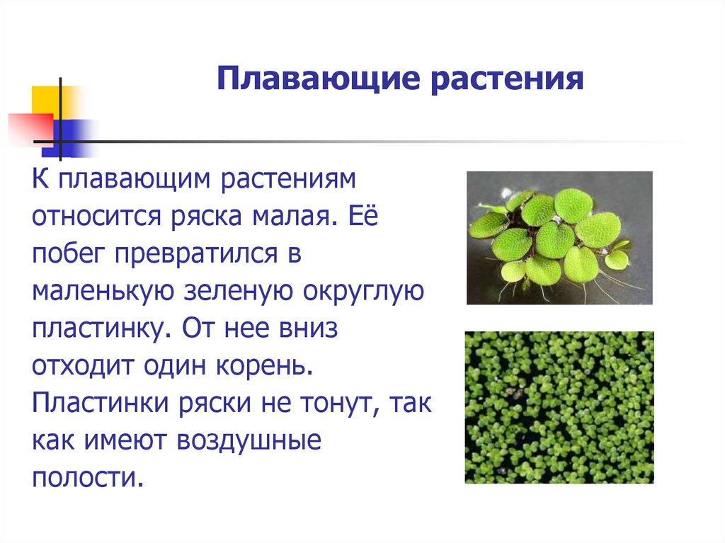 Экологическая группа гидрофиты. Растения по отношению к воде. Растения, плавающие на поверхности таблица. Экологические группы растений по отношению к воде.