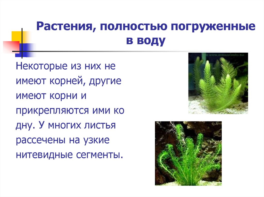 Экологические группы растений по отношению к воде. Экологическая группа гидрофиты
