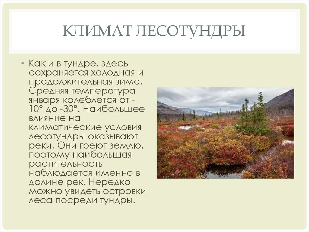 Характеристика тундры в россии. Характеристика лесотундры. Лесотундра Тип почвы. Тундра и лесотундра характеристика почв. Какая почва в лесотундре.