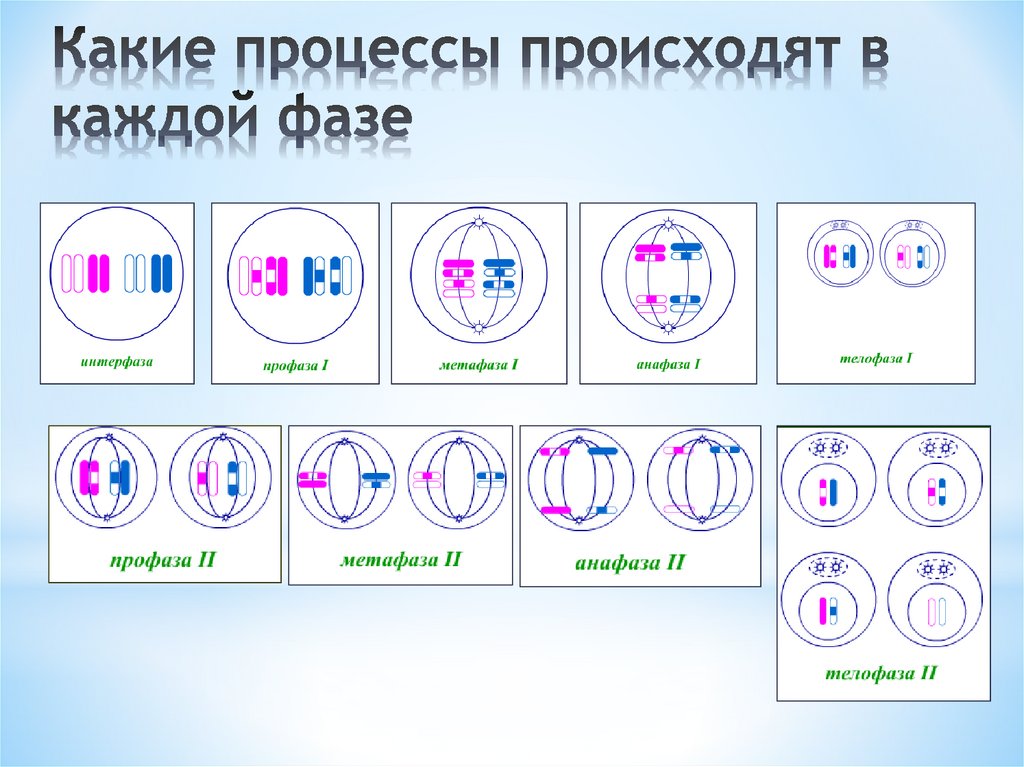 Какие процессы происходят в каждой фазе