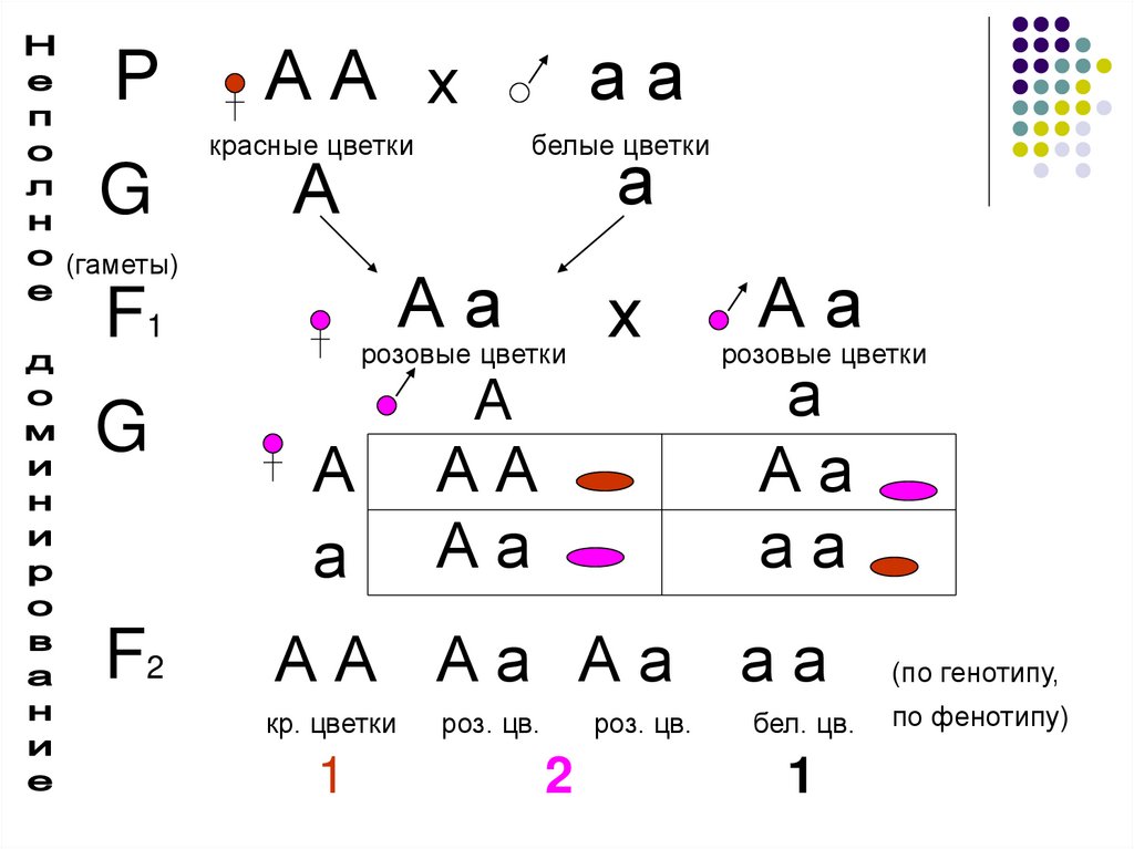 Неполное доминирование мендель. Закон неполного доминирования Менделя. 2 Закон Менделя неполное доминирование. Неполное доминирование какой закон Менделя. Законы Менделя кратко.