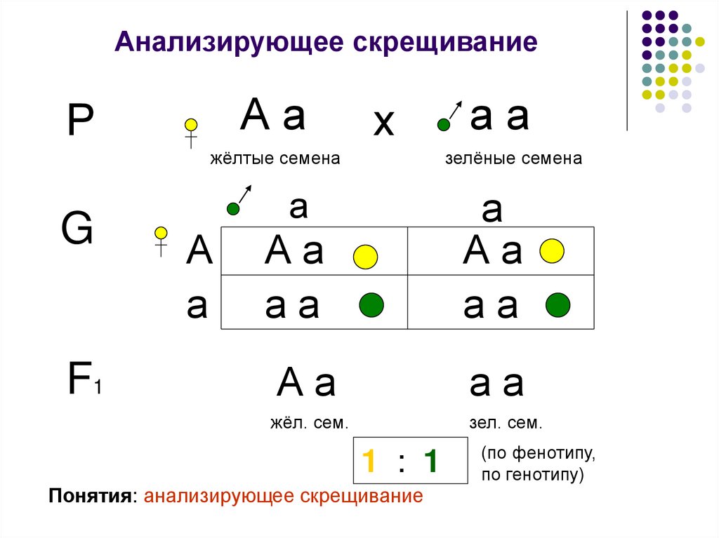 Анализирующее скрещивание соотношение