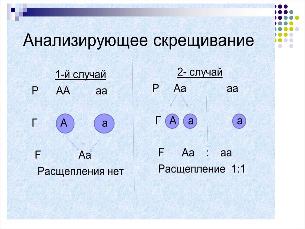 Неполное доминирование мендель