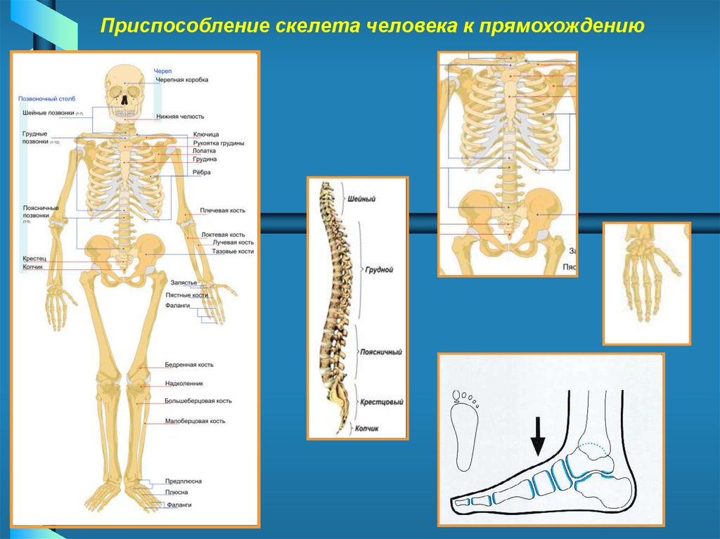 Впр скелета. Скелет проекта. Виды повреждения скелета. Что относится к механическим повреждениям скелета. Проект по скелету.