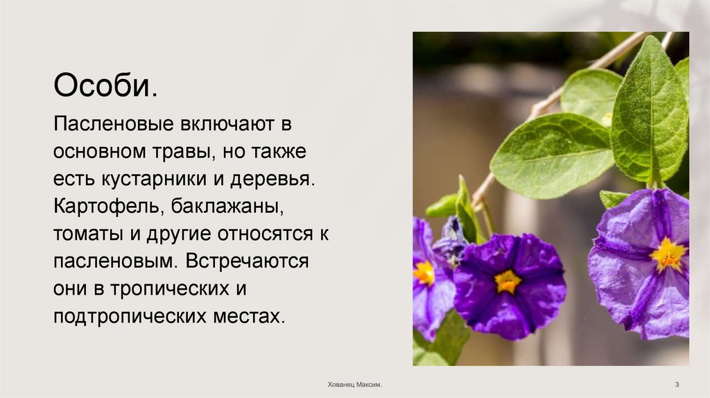 Пасленовые. Класс Двудольные - презентация онлайн