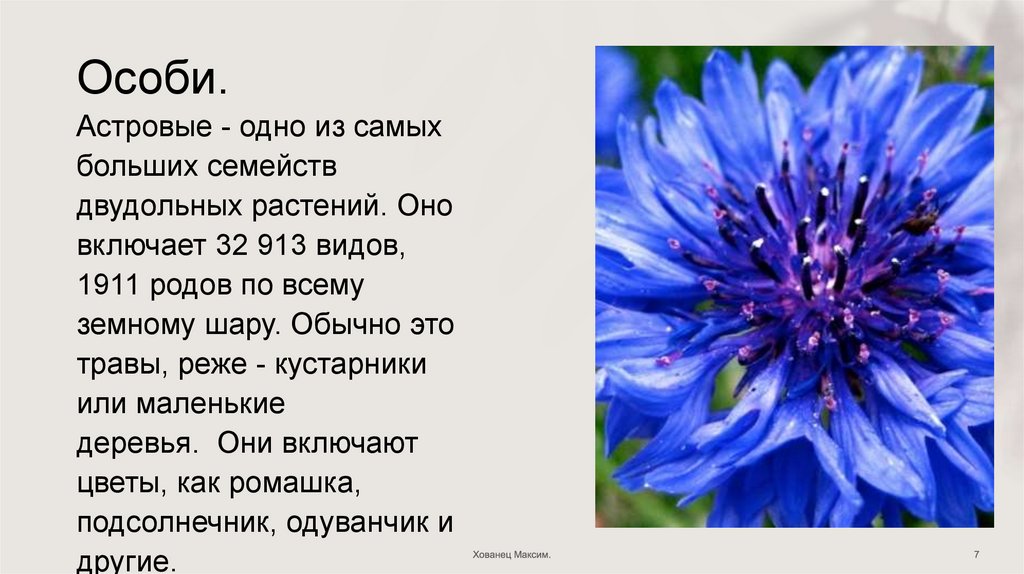 Роды семейства астровые. Сложноцветные  — одно из самых больших семейств. Сложноцветные чем отличаются от других двудольных растений.