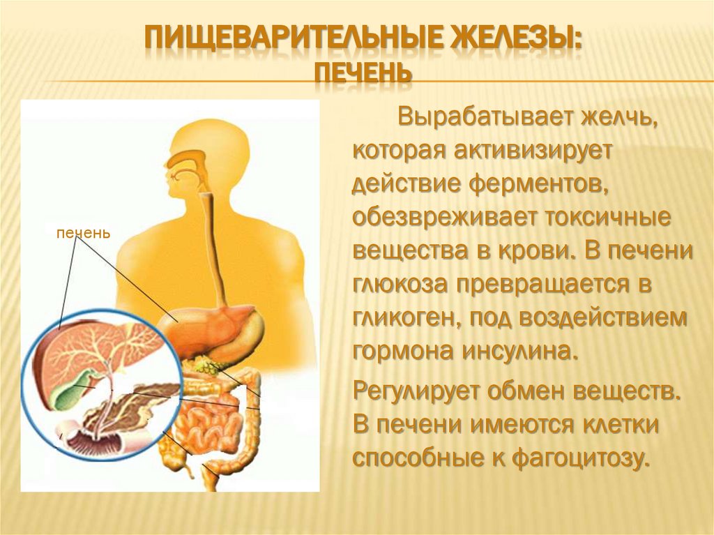 Печень вырабатывает белок. Пищеварительные железы печени. Пищеварительная железа процессы. Gищеварительные железы. Железы пищеварительной системы человека.