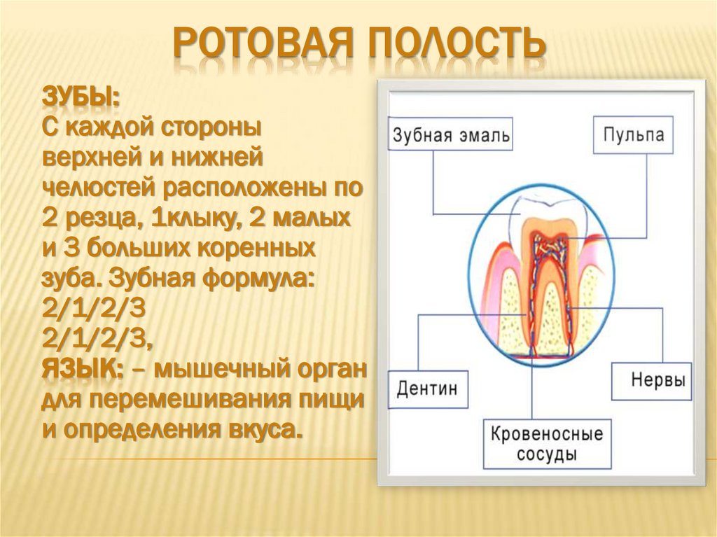 Ротовая полость зубы человека. Ротовая полость пищеварительная система дентин зуб. Ротовая полость презентация. Органы ротовой полости презентация. Строение ротовой полости зубы.