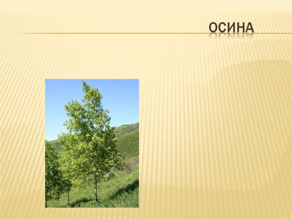 Осина