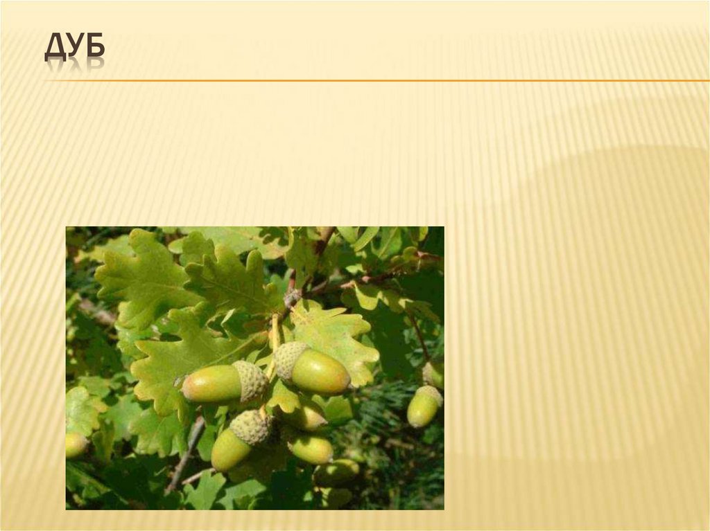 Дуб