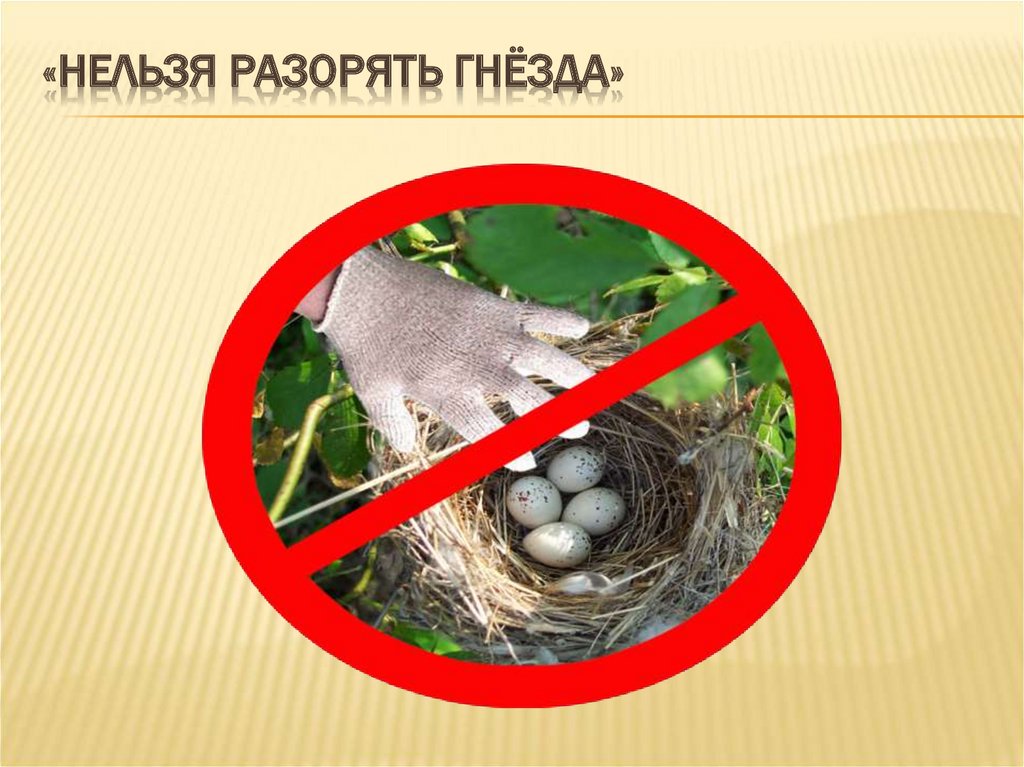 «Нельзя разорять гнёзда»