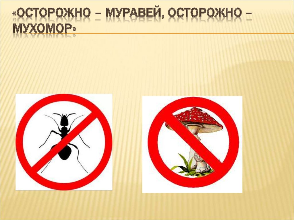 «Осторожно – муравей, осторожно – мухомор»