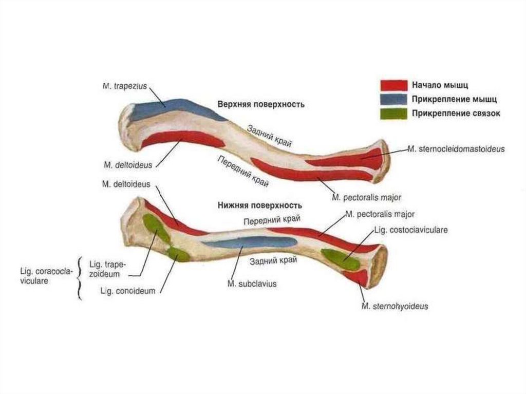 Перелом ключицы карта смп