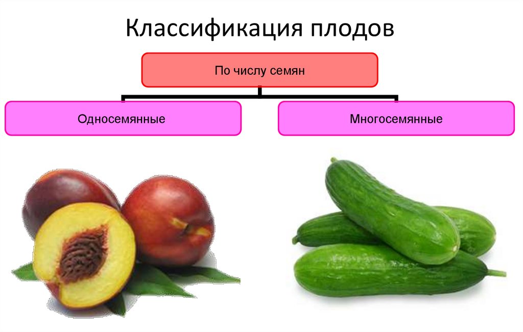 Какой из перечисленных плодов является односеменным. Плоды строение и классификация. Плоды типы плодов классификация плодов. Видоизменения плодов. Видоизменения плода.