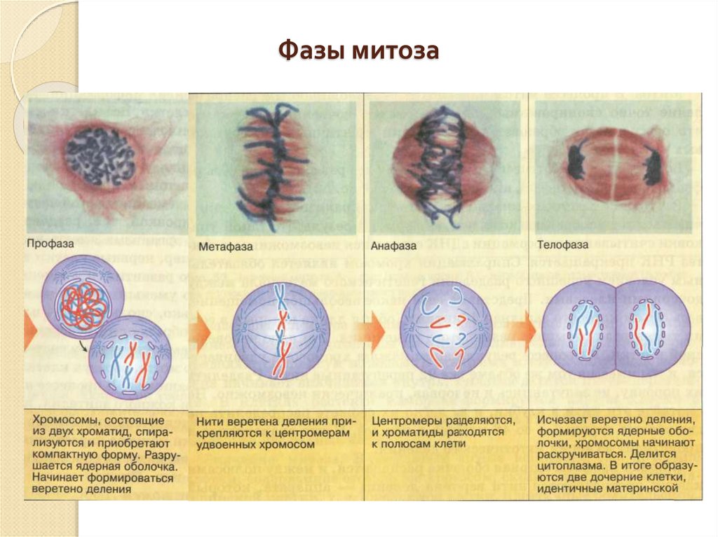 Биологический смысл митоза заключается в