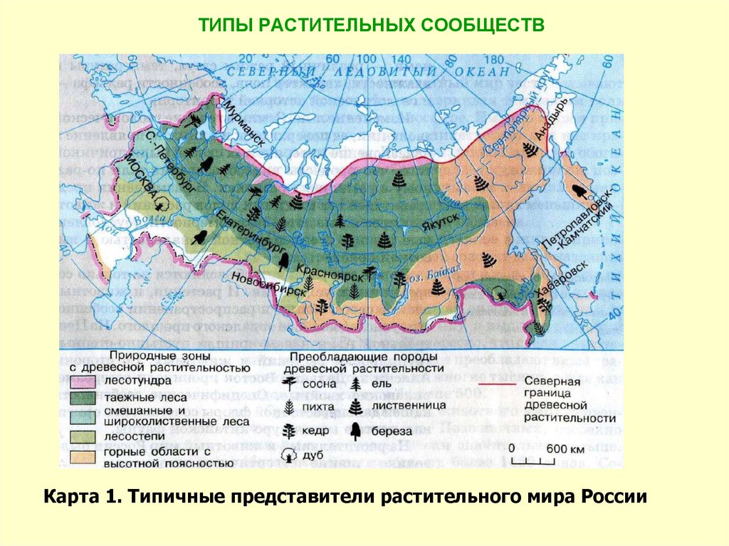 Типы растительных сообществ. Растительные сообщества России. Виды растительных сообществ 7 класс. Типы растительных сообществ леса.