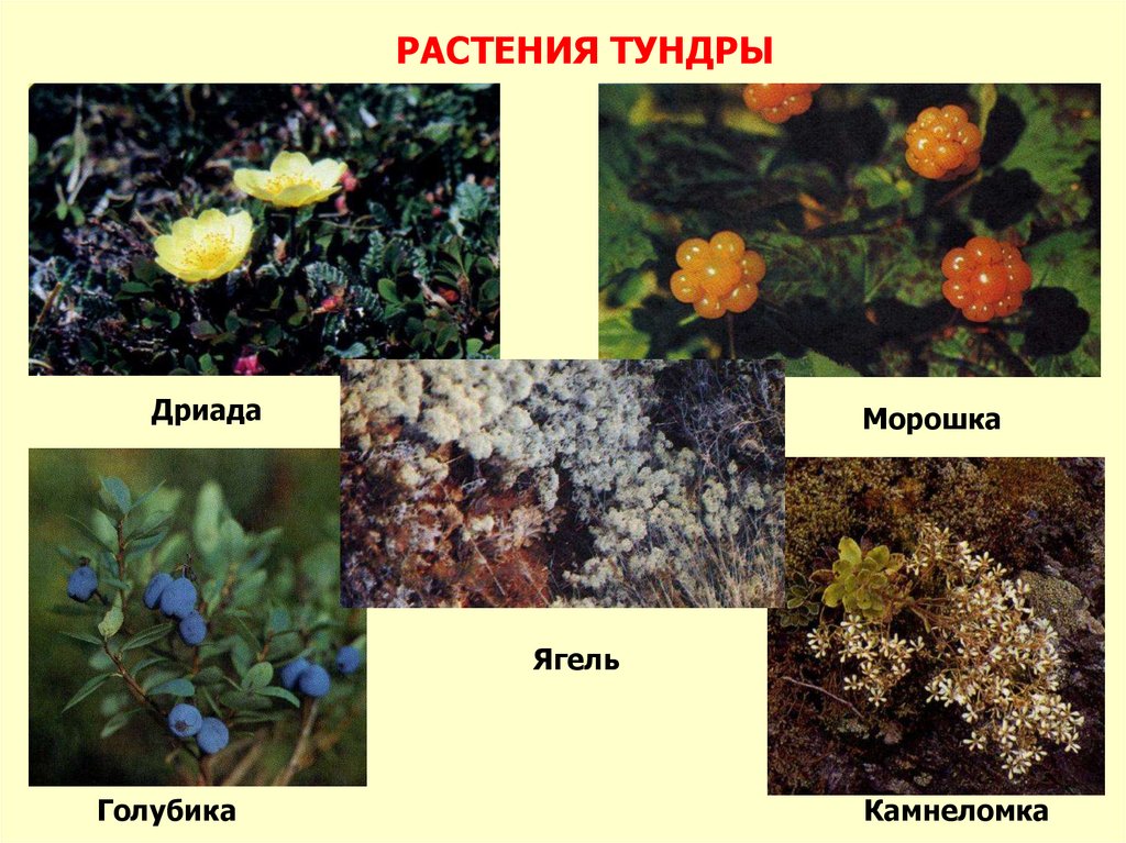 Примеры растений в тундре. Растения зоны тундры. Морошка на ягеле. Растения тундры в России 8 класс. Растительность тундры Морошка.