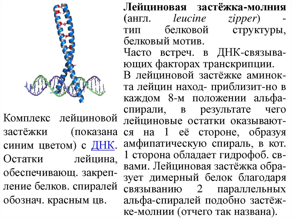 Образование двухроматидных хромосом спирализация хромосом. Спирализация ДНК. Спирализация хромосом происходит в. Степени спирализации ДНК. Спирализация хромосом зачем нужна.