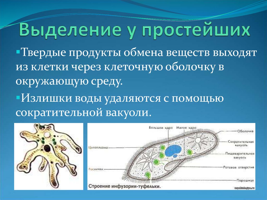 Клетка простейшего животного. Органы выделения у простейших животных. Выделительная система простейших. Выделение у простейших. Продукты выделения простейших.