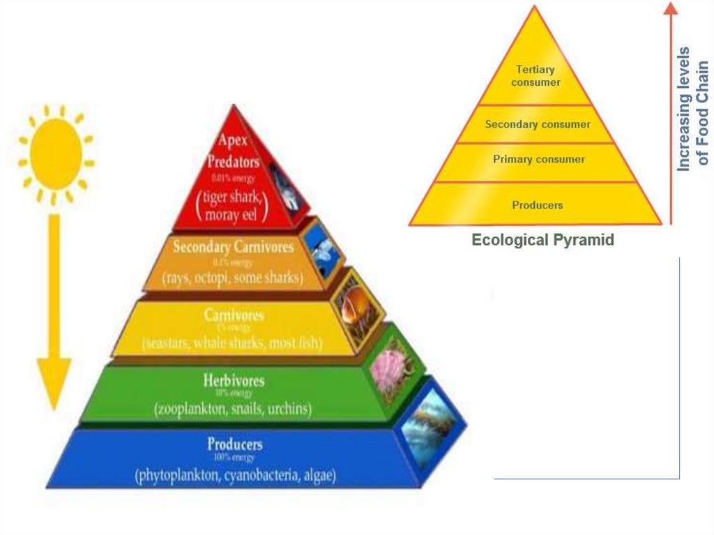 Какую закономерность отображает рисунок пищевую цепь экологическую пирамиду
