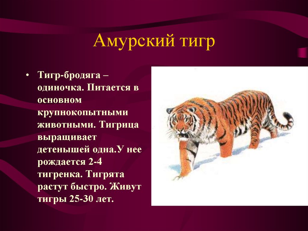 Животные красной книги 4 класса. Сообщение о Тигре в красной книге. Сообщение о животном из красной книги. Доклад о животных из красной книги.