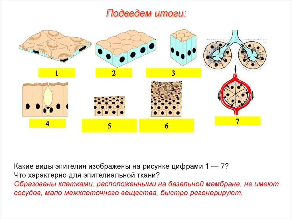 Какими цифрами обозначены изображения эпителиальной ткани