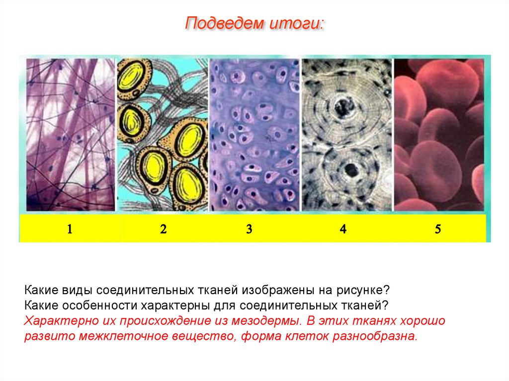 Какие ткани изображены на картинке якласс