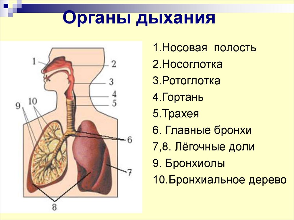 Как называется процесс дыхания человека. Биология строение дыхательной системы. Отделы дыхательной системы схема. Система органов дыхания 8 класс биология. Дыхательная система трахея анатомия.