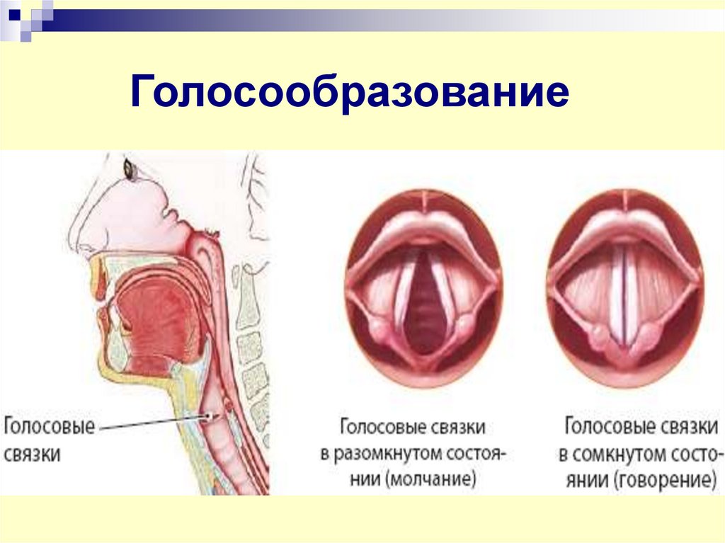 Голосообразование