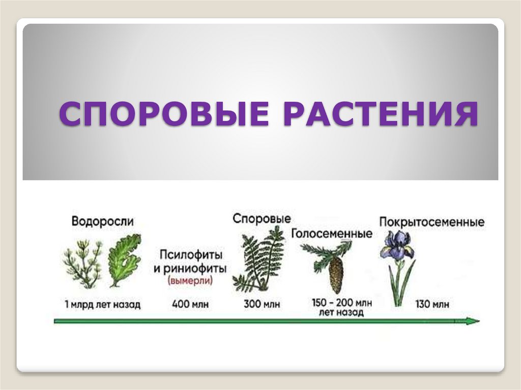 Споровые и семенные. Споровые и семенные растения. Споровые и семенные растения 5 класс. Семенные растения или споровые растения-. Особенности споровых и семенных растений таблица.