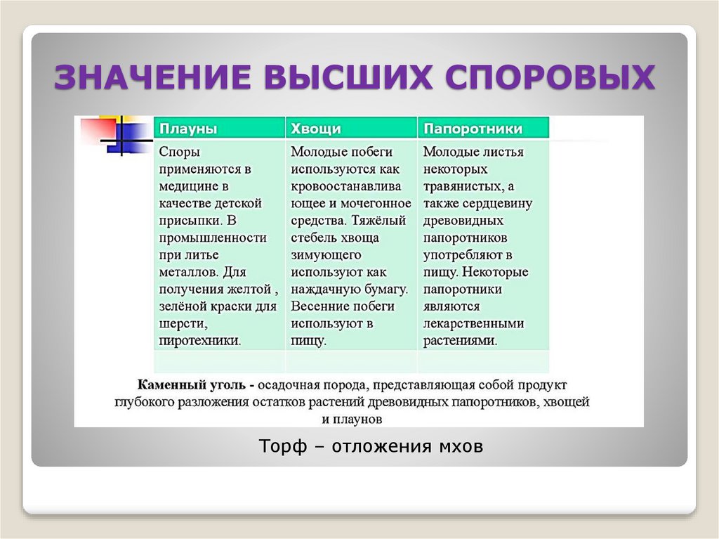 ЗНАЧЕНИЕ ВЫСШИХ СПОРОВЫХ