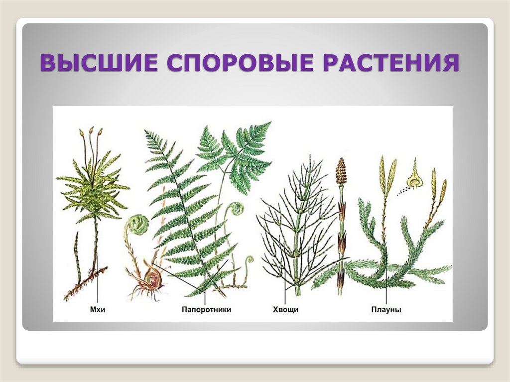 Эволюция споровых растений. Строение споровых растений. Споровые растения названия. Высшие споровые.