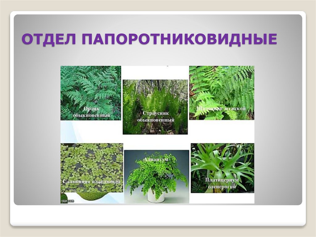 ОТДЕЛ ПАПОРОТНИКОВИДНЫЕ