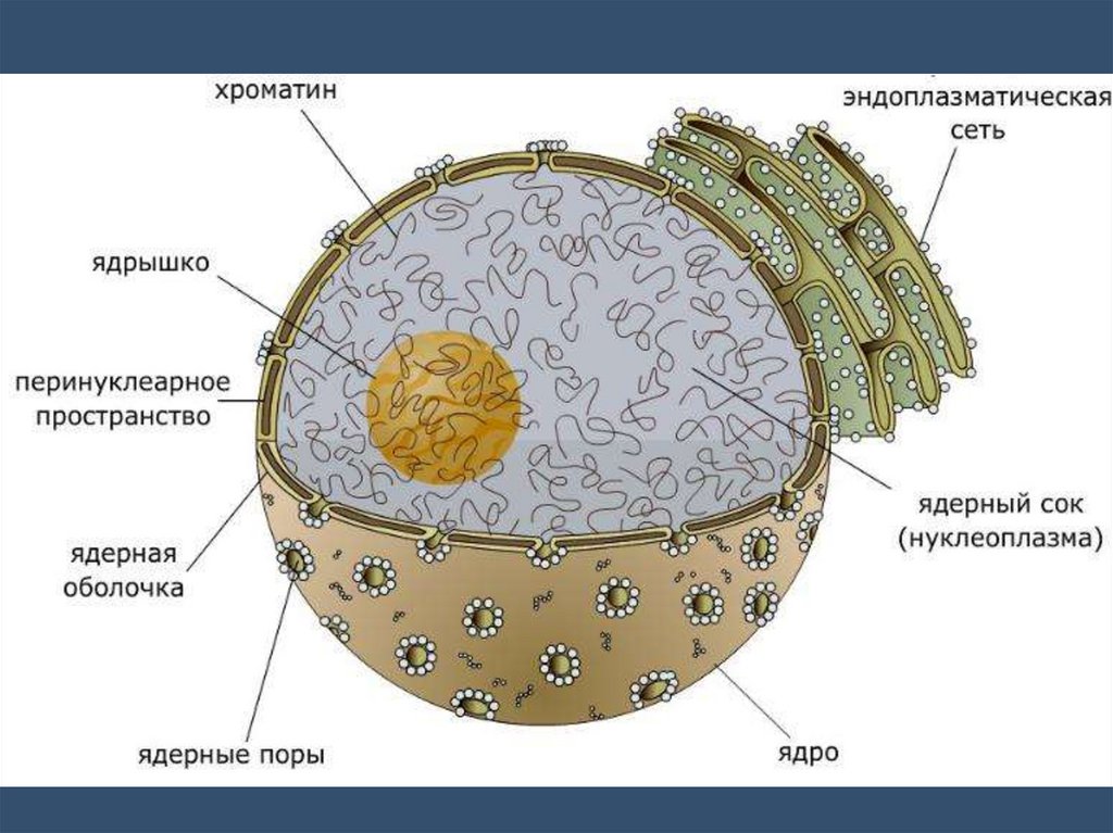 Ядро клетки окружено. Строение ядра эукариотической клетки схема. Строение ядра ядерная оболочка. Строение мембраны ядра. Ядерная мембрана эукариот.