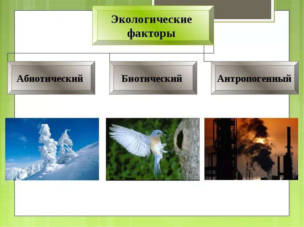 Группы экологических факторов 7 класс. Экологические факторы. Картинки на тему экологические факторы. Экологические факторы рисунок. Экологические факторы среды рисунок.
