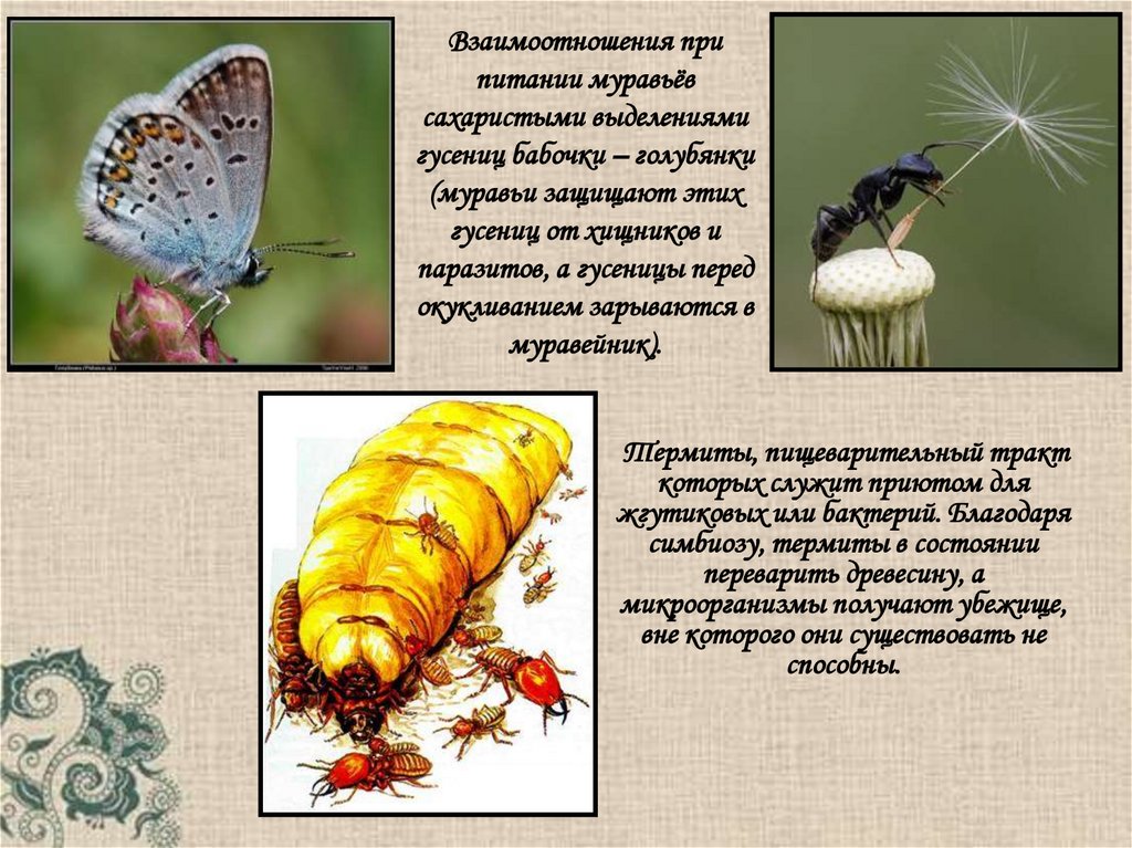 Тля рыжий муравей тип биотических отношений. Взаимоотношения насекомых. Взаимоотношения между насекомыми. Симбиоз бабочка. Межвидовые отношения паразитизм.