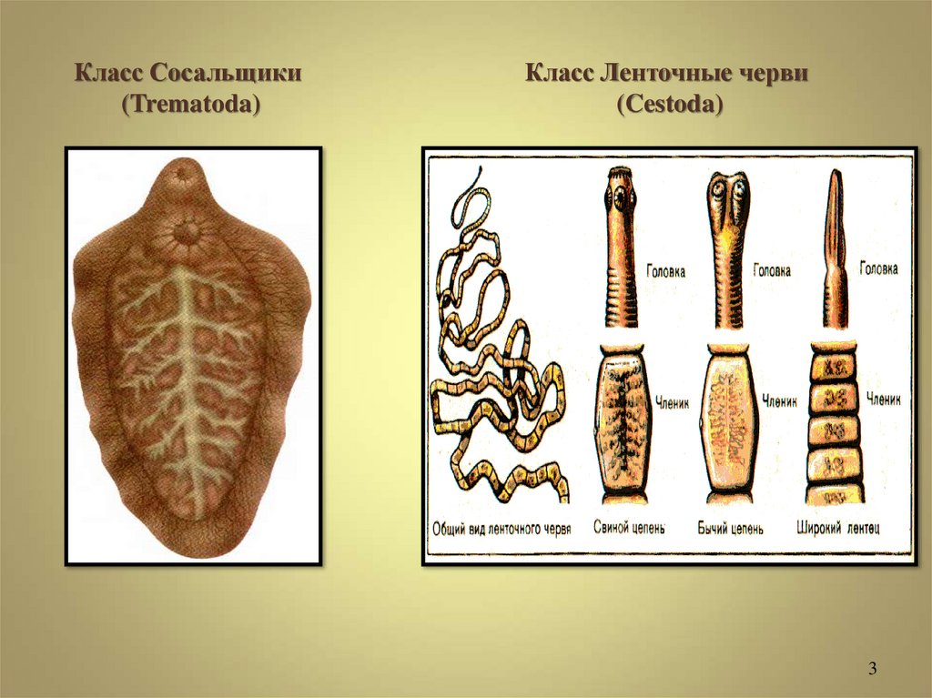 Цепни относятся к плоским червям