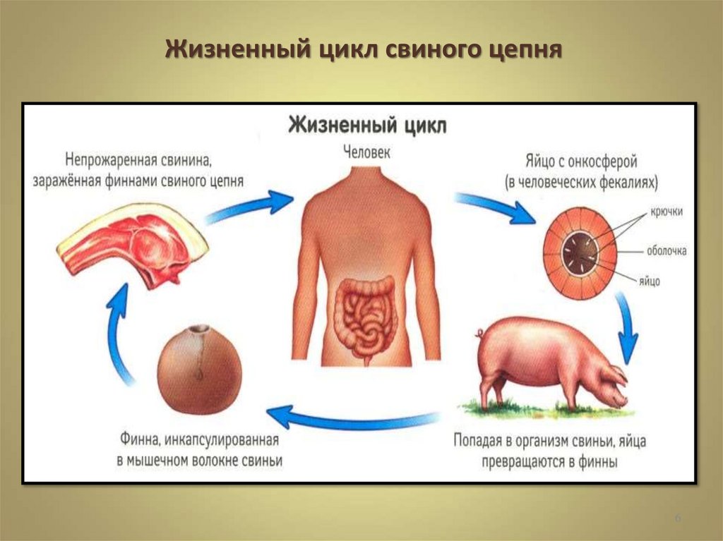 Рассмотрите цикл развития свиного цепня. Цикл развития свиного солитера схема. Жизненный цикл бычьего цепня.