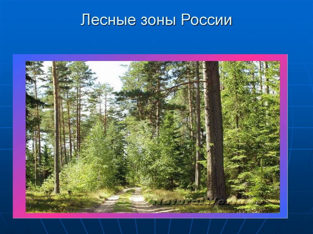 Урок лесная зона. Зона лесов России. Природные зоны леса. Лесные зоны России. Природа Лесной зоны России.