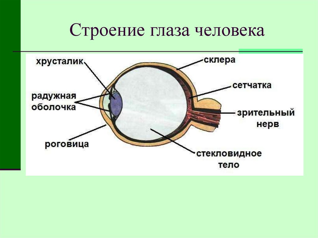 Строение глаза физика 9 класс