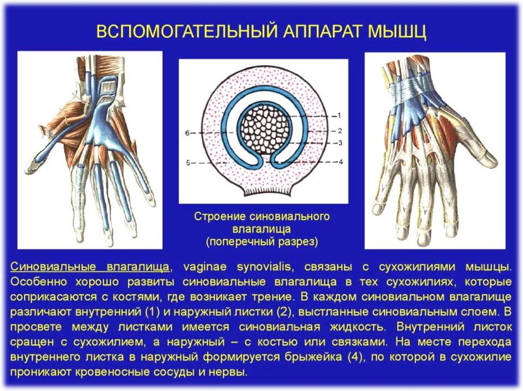 Общие вопросы анатомии и физиологии мышечной системы - презентация онлайн