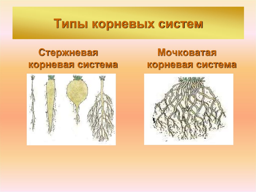 Характеристика стержневой корневой. Мочковатый Тип корневой системы. Строение стержневой и мочковатой корневых систем. Мочковатые корни и система главного корня. Стержневая и мочковатая корневая система.