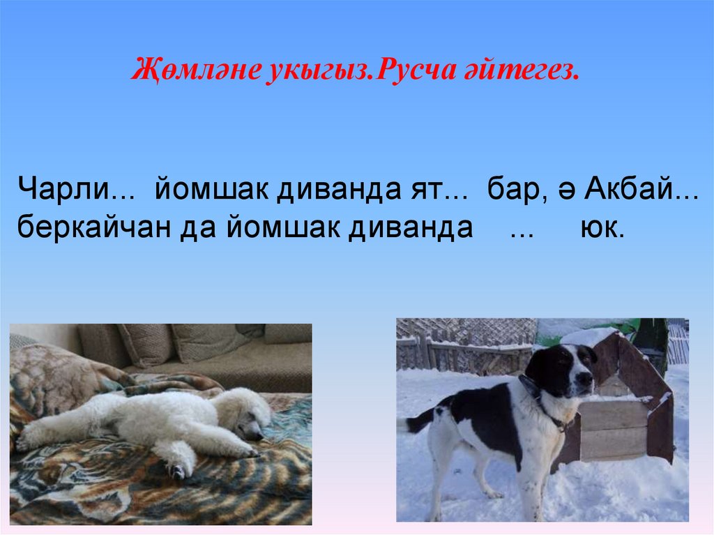 Чарли... йомшак диванда ят... бар, ә Акбай... беркайчан да йомшак диванда ... юк.