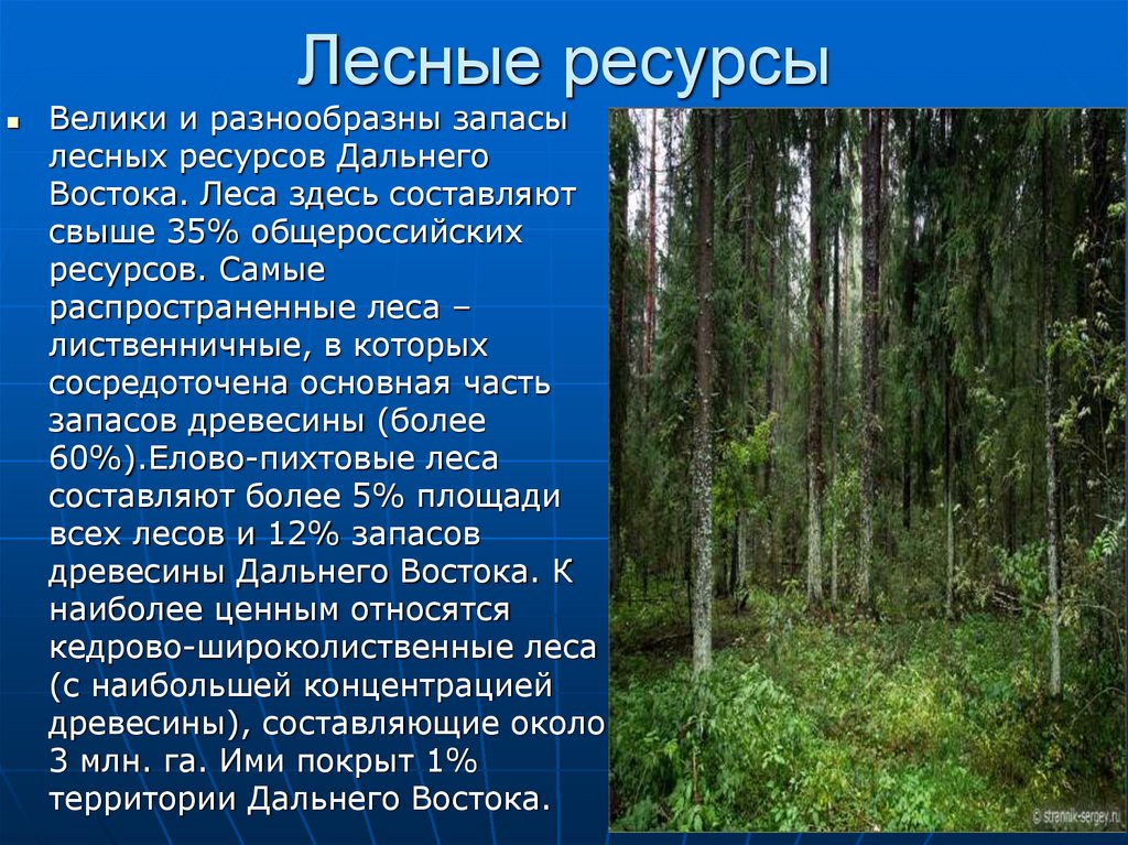 Леса россии презентация 1 класс