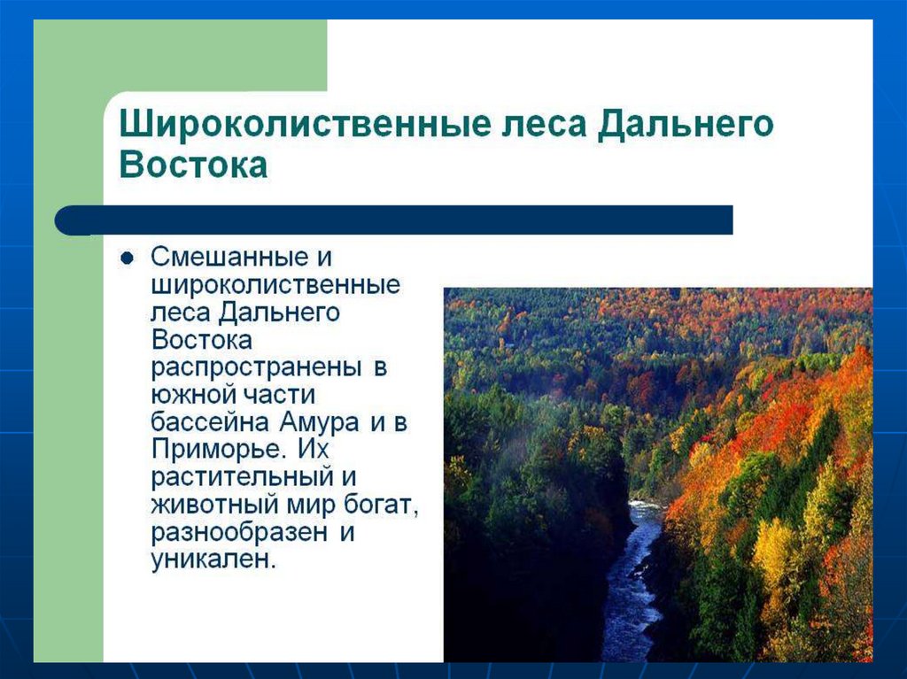 Природный комплекс смешанного леса. Смешанные леса и широколиственные леса дальнего Востока. Зона смешанные леса дальнего Востока. Смешанные леса дальнего Востока климат. Климат смешанных и широколиственных лесов на Дальнем востоке.